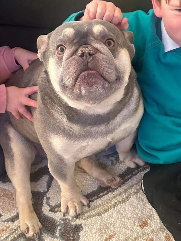 French bulldog looking for forever home - Image 2 of 5