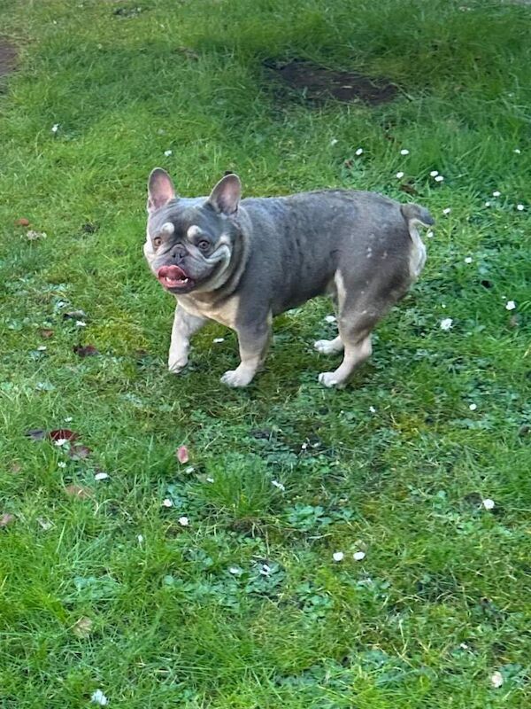 French bulldog looking for forever home - Image 3 of 5