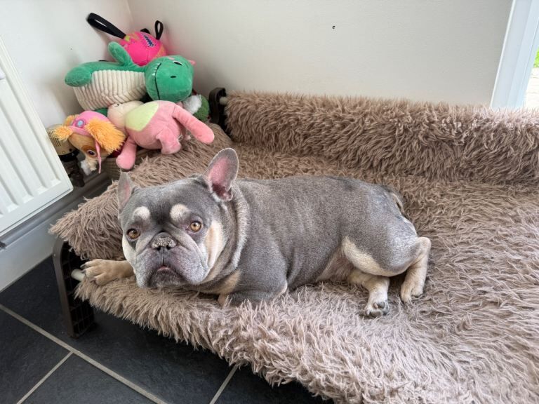 French bulldog looking for forever home - Image 5 of 5