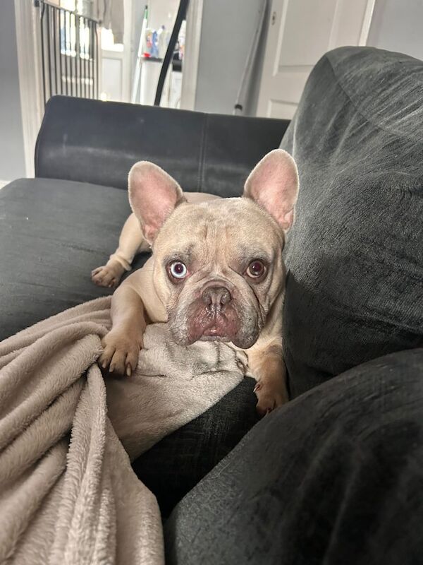 French Bulldog puppies for sale in Stirchley, West Midlands – KC registered, 3 years old