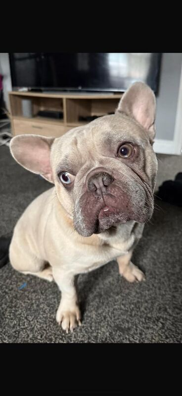 French Bulldog puppies for sale in Stirchley, West Midlands – KC registered, 3 years old - Image 2 of 2