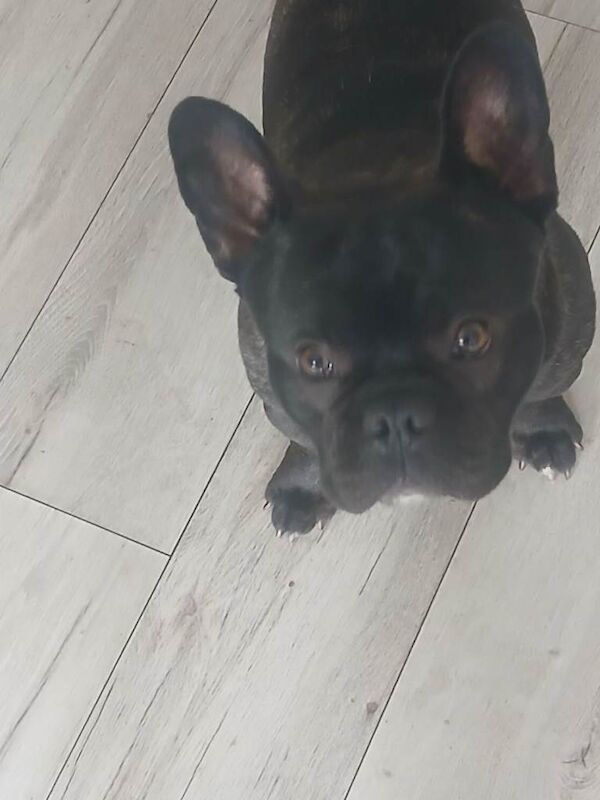 French Bulldog Male 1.5 years old