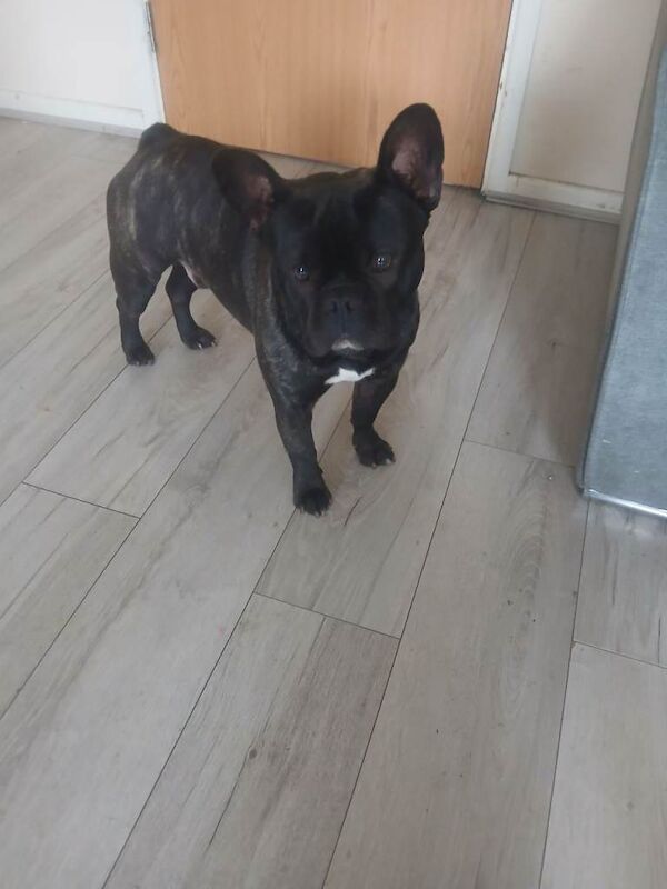 French bulldog Male 1.5 years Old - Image 2 of 3