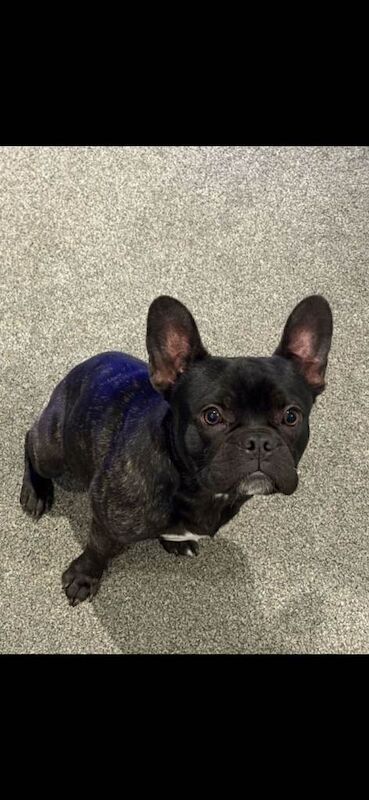 French Bulldog puppies for sale in Leicester, Leicestershire – 1 year old
