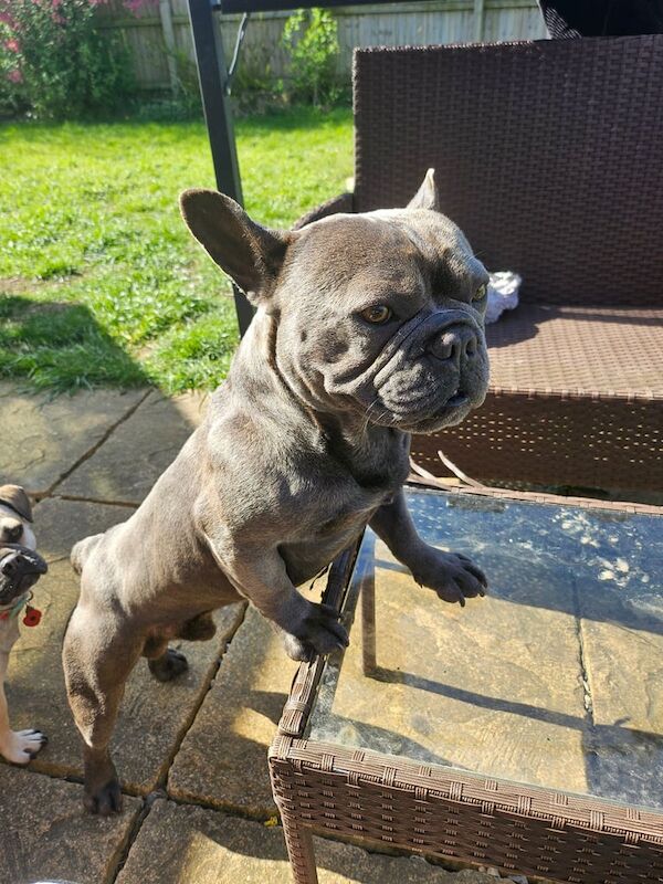 French bulldog male 2 years URGENT for sale in Knottingley, West Yorkshire | Image 2