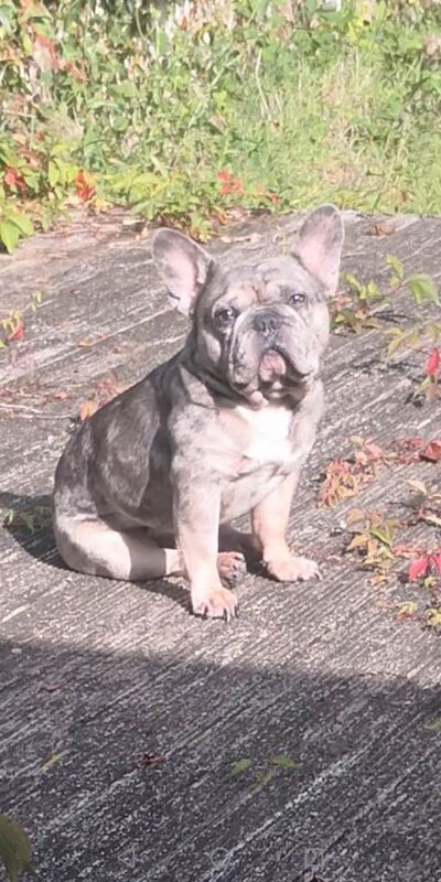 French Bulldog puppies for sale in Hayle, Cornwall – 4 years old