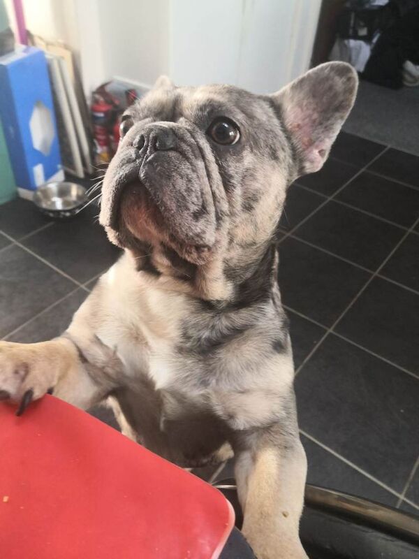 French bulldog male 4yrs - Image 2 of 4