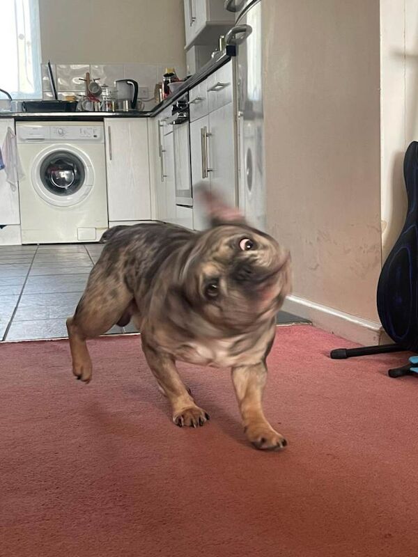 French bulldog male 4yrs - Image 3 of 4