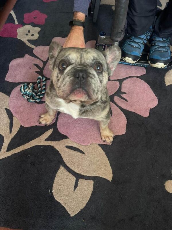 French bulldog male 4yrs - Image 4 of 4