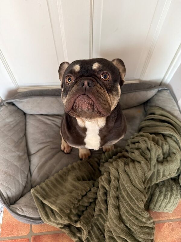 French bulldog male - Image 2 of 4