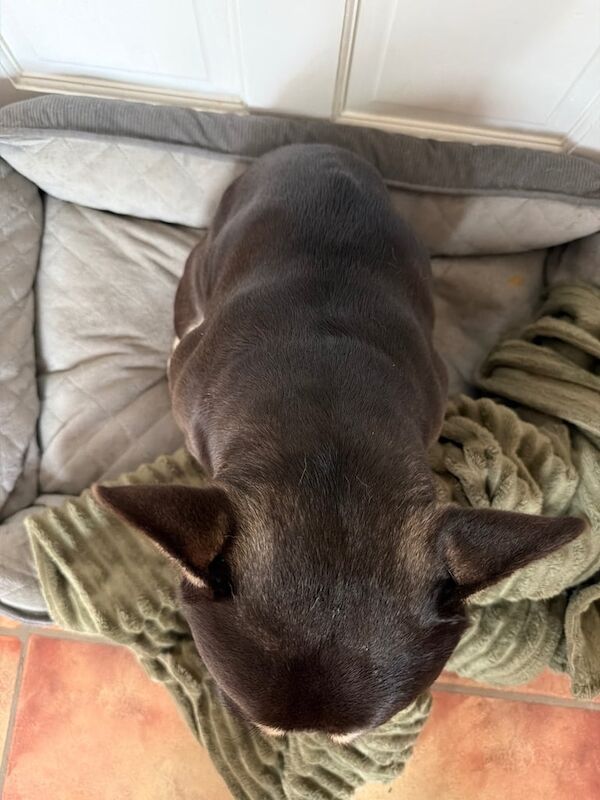 French bulldog male - Image 3 of 4