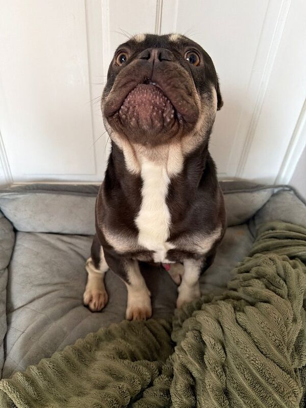 French bulldog male - Image 4 of 4