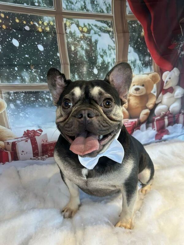Frenchie Puppies For Sale