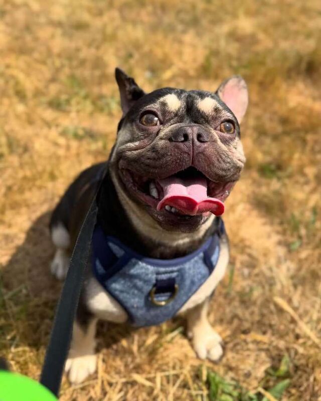 French bulldog male - Image 2 of 4