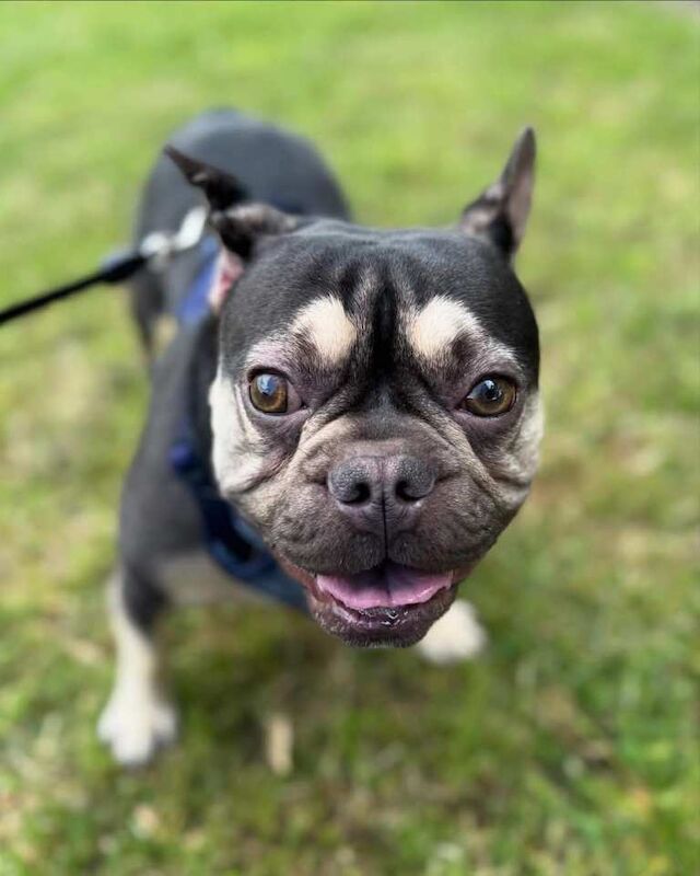 French bulldog male - Image 3 of 4