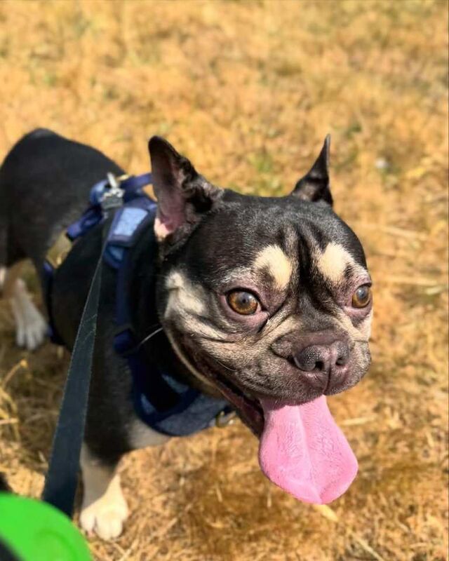 French bulldog male - Image 4 of 4