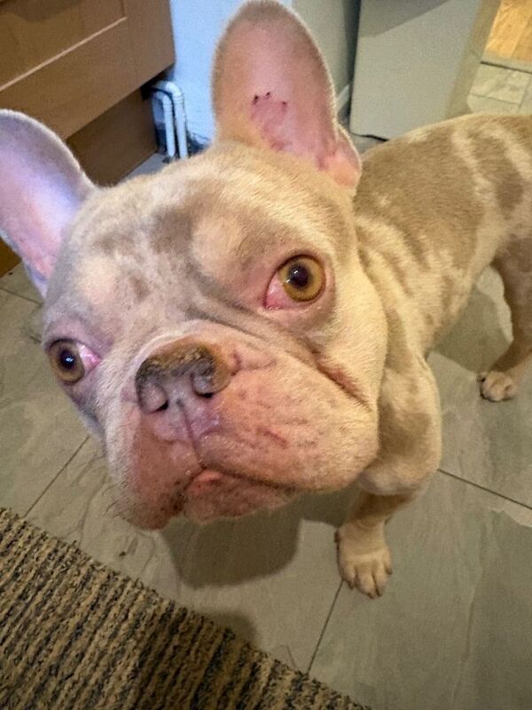 French Bulldog Male - Image 2 of 3