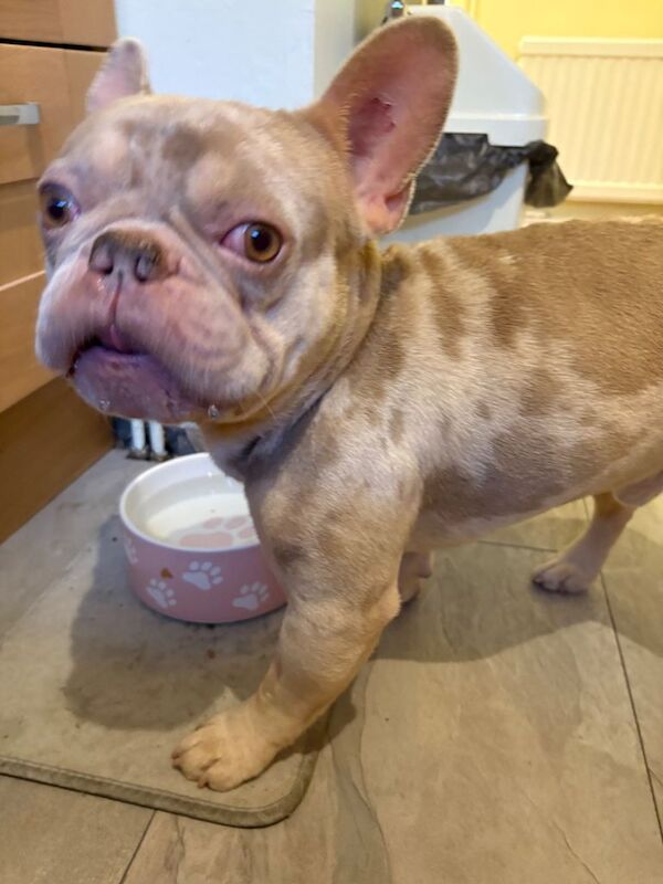 French Bulldog Male - Image 3 of 3