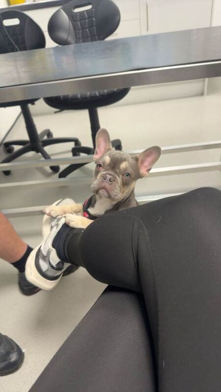 Frenchie Puppies For Sale