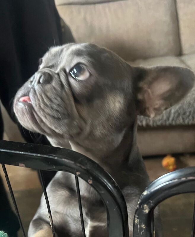 French Bulldog puppies for sale in Wishaw, Lanarkshire – KC registered, 11 months old