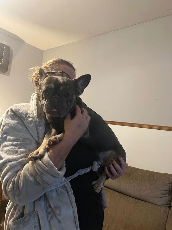 French Bulldog puppies for sale in Wishaw, Lanarkshire – KC registered, 1 year old - Image 2 of 3