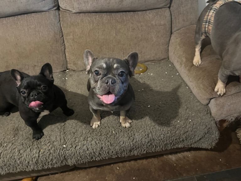 French Bulldog puppies for sale in Wishaw, Lanarkshire – KC registered, 1 year old - Image 3 of 3