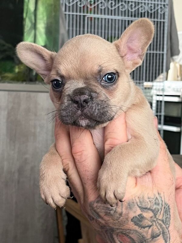 French Bulldog Puppies For Sale Under £1,000