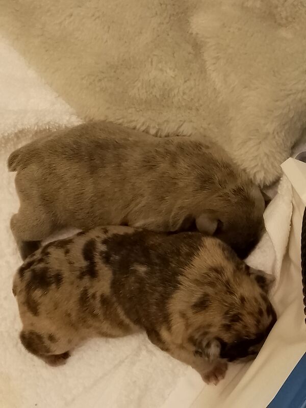 French bulldog male pups for sale in Coventry, West Midlands | Image 2