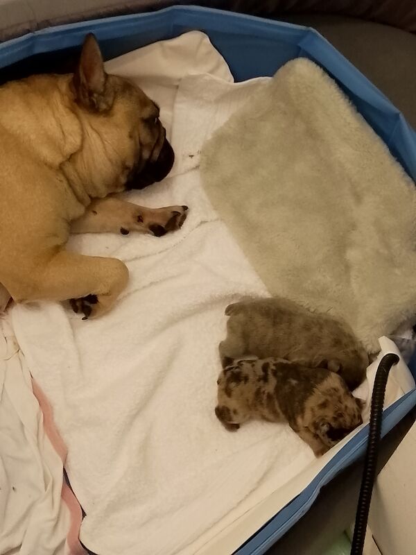 French bulldog male pups for sale in Coventry, West Midlands | Image 3