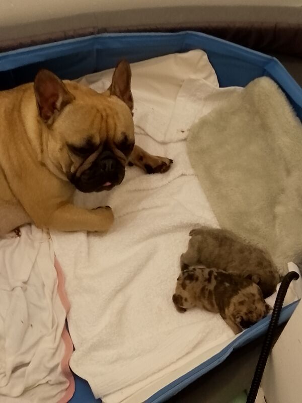 French Bulldog puppies for sale in Coventry, West Midlands – 1 year old - Image 4 of 15
