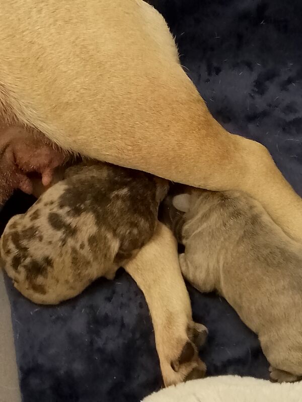 French Bulldog puppies for sale in Coventry, West Midlands – 1 year old - Image 5 of 15