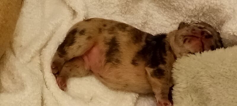 French Bulldog puppies for sale in Coventry, West Midlands – 1 year old - Image 7 of 15