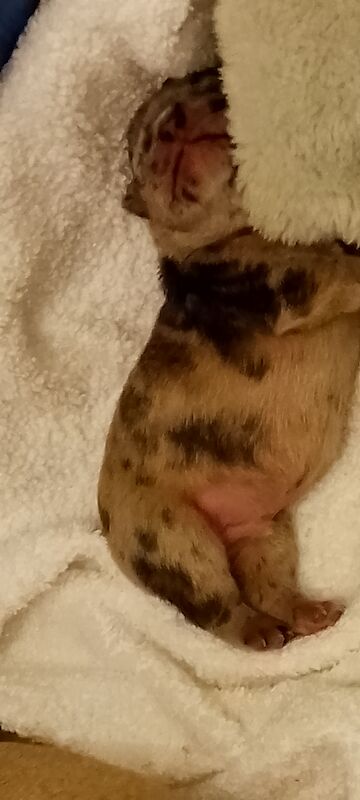 French Bulldog puppies for sale in Coventry, West Midlands – 1 year old - Image 8 of 15