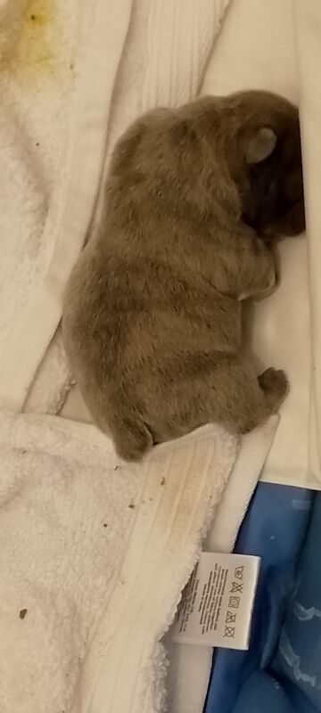 French Bulldog puppies for sale in Coventry, West Midlands – 1 year old - Image 9 of 15