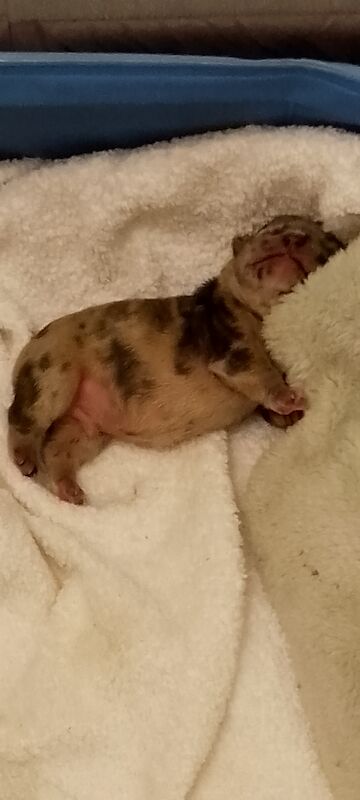 French Bulldog puppies for sale in Coventry, West Midlands – 1 year old - Image 10 of 15