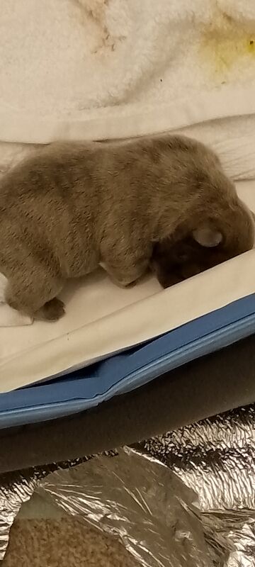 French Bulldog puppies for sale in Coventry, West Midlands – 1 year old - Image 11 of 15