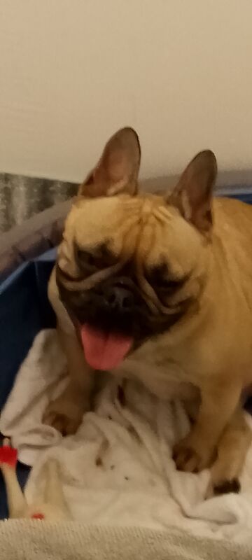 French Bulldog puppies for sale in Coventry, West Midlands – 1 year old - Image 12 of 15