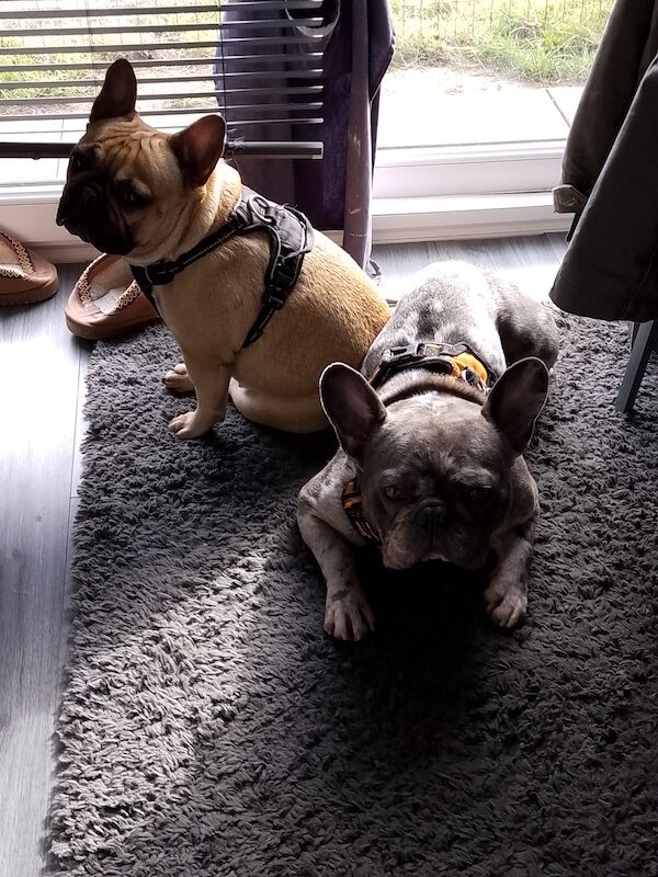 French Bulldog puppies for sale in Coventry, West Midlands – 1 year old - Image 13 of 15
