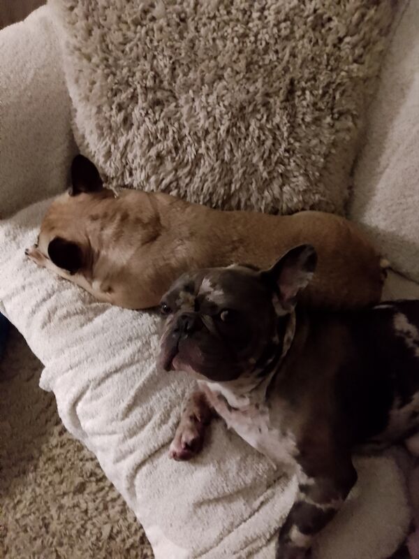 French Bulldog puppies for sale in Coventry, West Midlands – 1 year old - Image 14 of 15