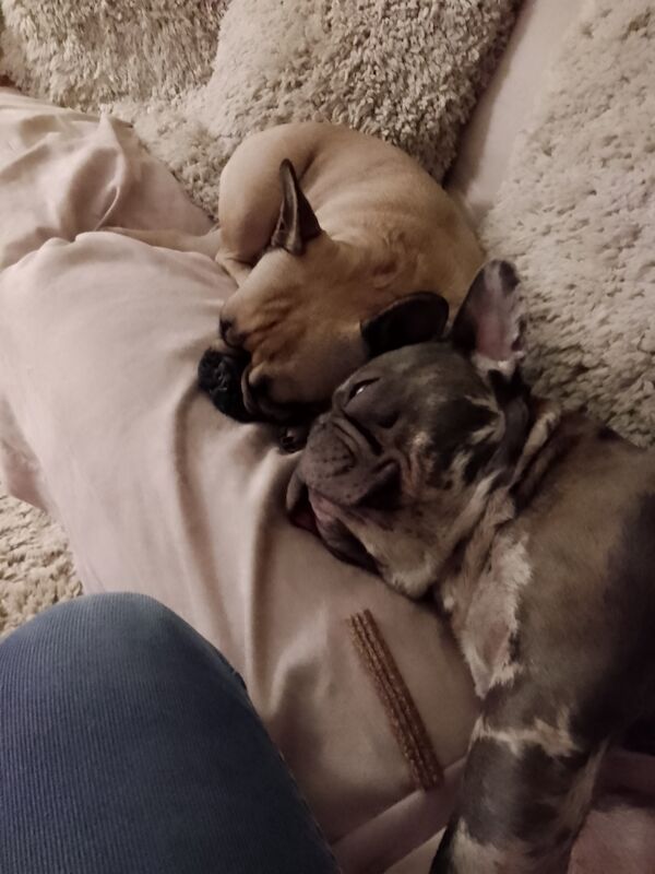 French Bulldog puppies for sale in Coventry, West Midlands – 1 year old - Image 15 of 15