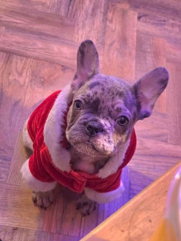 French Bulldog puppies for sale in Norwich, Norfolk – 3 months old