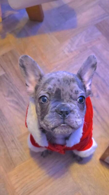 French Bulldog puppies for sale in Norwich, Norfolk – 3 months old - Image 2 of 3