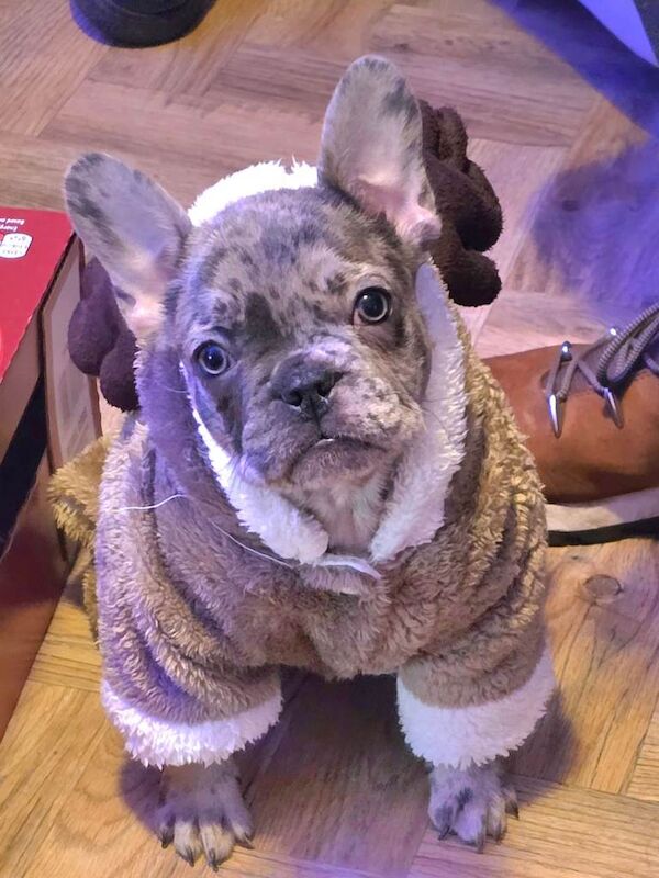 French Bulldog puppies for sale in Norwich, Norfolk – 3 months old - Image 3 of 3