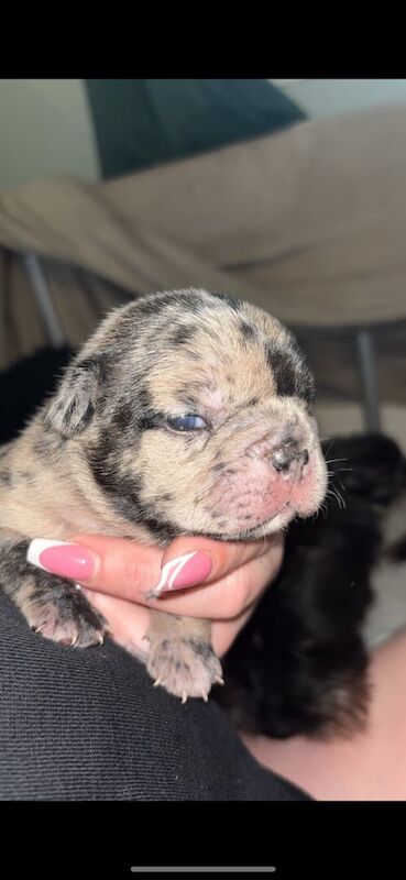 French bulldog / Merle Pups. - Image 2 of 4