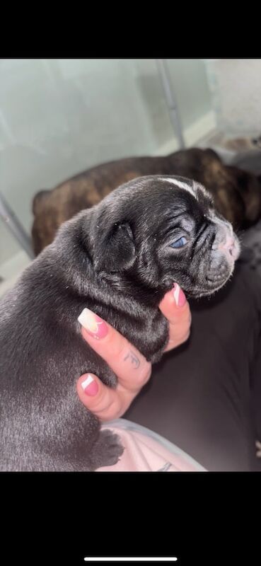 French bulldog / Merle Pups. - Image 3 of 4