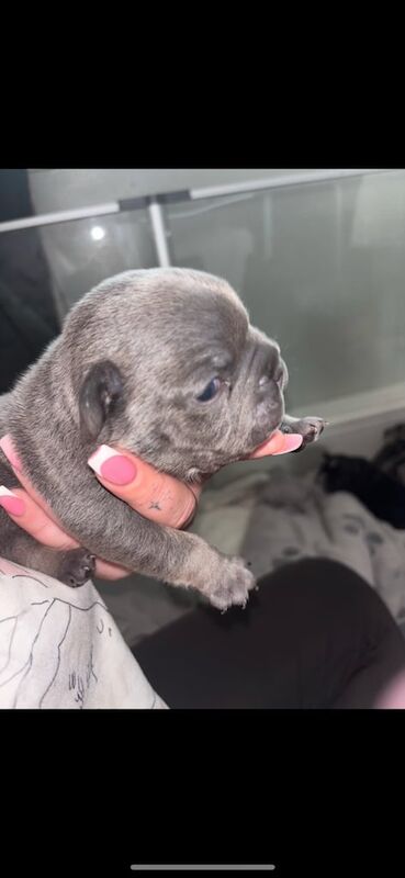French bulldog / Merle Pups. - Image 4 of 4