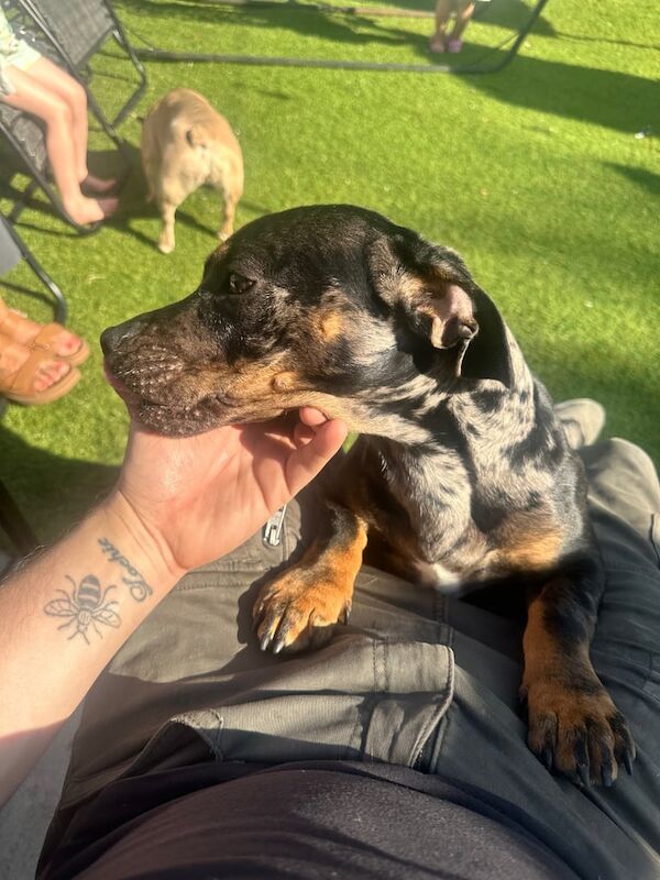 French bulldog/Miniature Dachshunds for sale in Droylsden, Greater Manchester