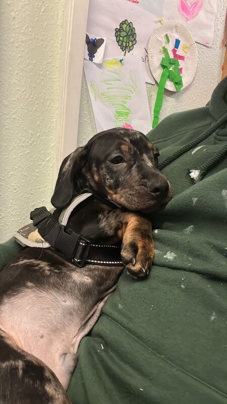 French bulldog/Miniature Dachshunds for sale in Droylsden, Greater Manchester | Image 2