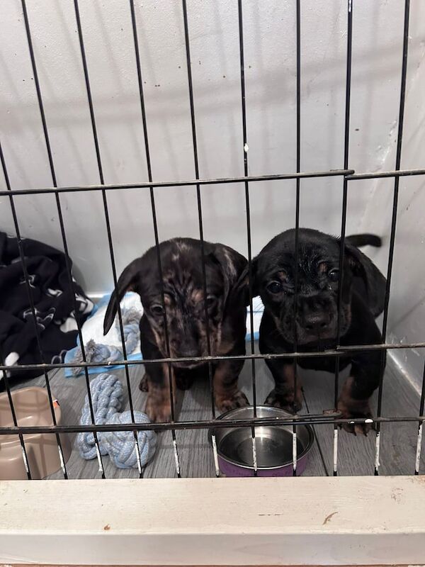 French Bulldog puppies for sale in Droylsden, Greater Manchester – 1 year old - Image 3 of 3