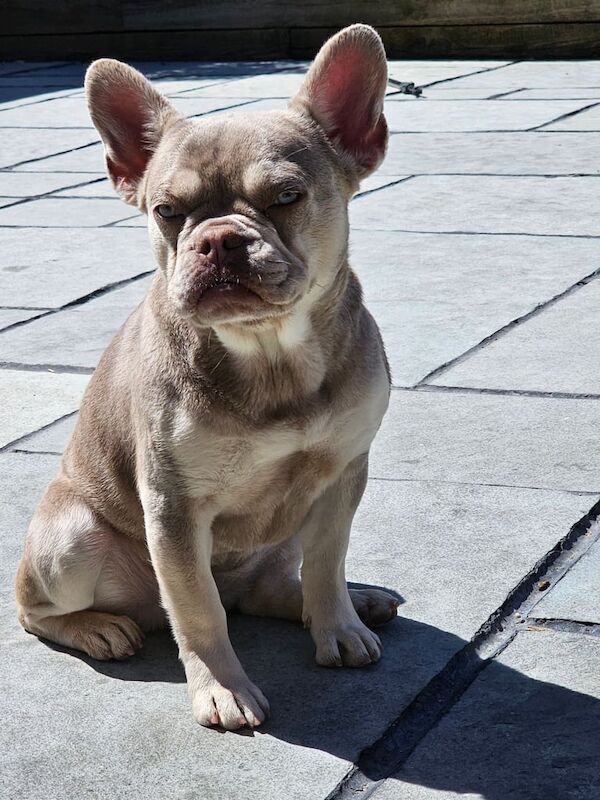 French bulldog newshade isabella and tan female 12 months old for sale in Rochdale, Greater Manchester - Image 2